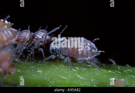 La famille, les pucerons Aphididae. Colonie sur tige. Détail Banque D'Images