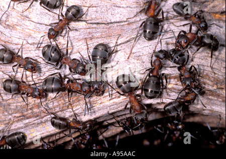 Les fourmis des bois, Formica rufa. Gros plan fourmilière Banque D'Images