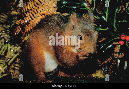 L'Écureuil roux (Sciurus vulgaris). Banque D'Images