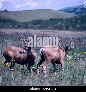 Le Cerf mulet (Odocoileus hemionus) Bucks en velours paissant dans une prairie - Animaux sauvages de l'Amérique du Nord Banque D'Images