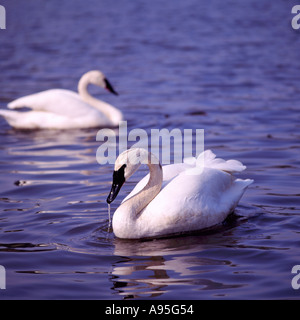 Une Paire de cygnes trompettes avec nom latin de Cygnus buccinator dans l'eau à l'état sauvage en Colombie-Britannique Canada Banque D'Images