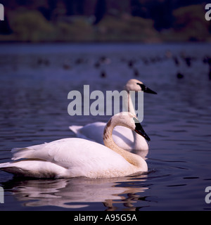 Une Paire de cygnes trompettes avec nom latin de Cygnus buccinator dans l'eau à l'état sauvage en Colombie-Britannique Canada Banque D'Images