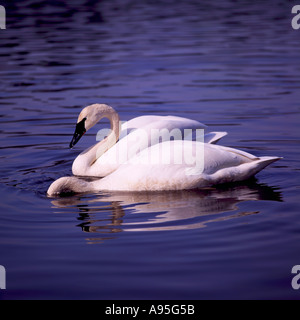 Une Paire de cygnes trompettes avec nom latin de Cygnus buccinator se nourrissant dans l'eau à l'état sauvage en Colombie-Britannique Canada Banque D'Images