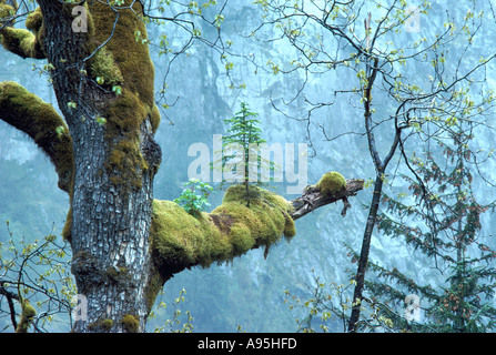 Des semis de conifères en soins infirmiers - arbre poussant sur des couverts de mousse d'arbre à feuilles caduques de la Direction générale, dans une forêt tropicale, BC, Canada Banque D'Images