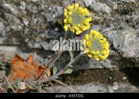 Madwort la montagne, la montagne d'or, Alyssum montanum, sauvage, Rhodopi, Rodopi (montagnes Rhodopes), Bulgarie Banque D'Images