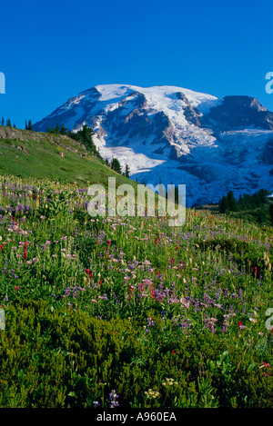 Mt Rainier au-dessus de Paradise meadows Banque D'Images