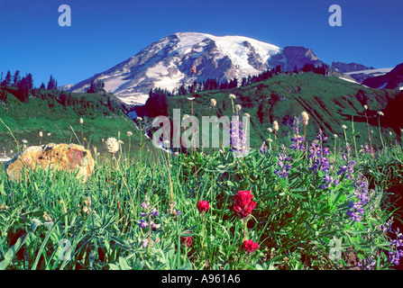 Mt Rainier au-dessus de Paradise Meadows Banque D'Images