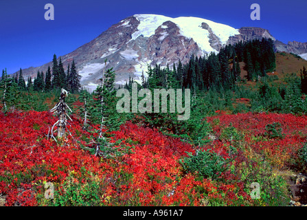 Mt Rainier au-dessus de Paradise Meadows Banque D'Images
