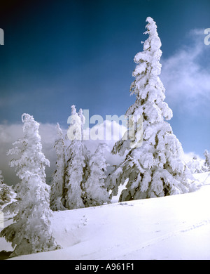 Les arbres recouverts de givre et de la neige fraîche dans un environnement de haute montagne Banque D'Images