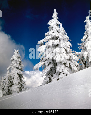 Les arbres recouverts de givre et de la neige fraîche dans un environnement de haute montagne Banque D'Images