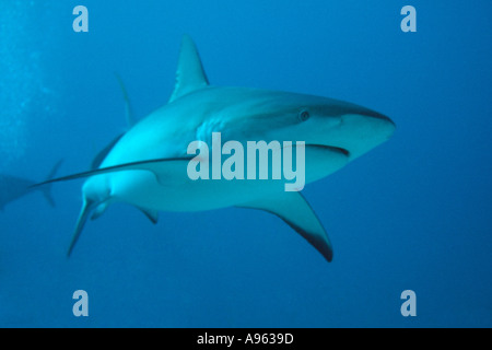 Caribbean reef shark Carcharhinus perezi Freeport Bahamas Caraïbes Banque D'Images