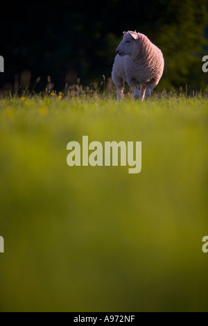 Le dirigeant d'une brebis dans l'herbe à Dartmoor en Angleterre Banque D'Images