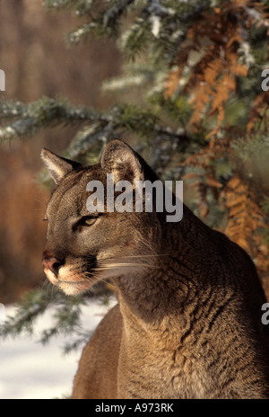 Head and shoulders portrait de cougar (espèce en captivité) en vertu de l'épinette. Banque D'Images