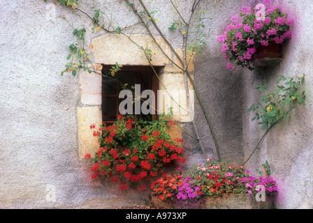 Fleurs sur le mur extérieur du Gaston's garden à Bligny-sur-Ouche, France. Banque D'Images