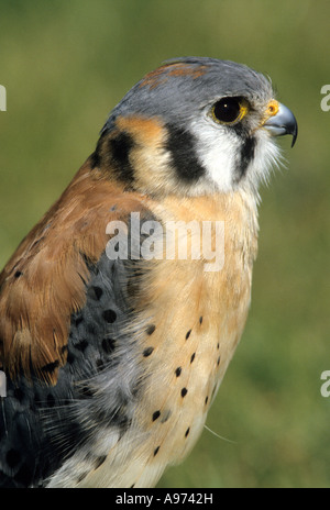 Kestrel à un rehabilitaion raptor centre en Alberta. Banque D'Images