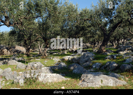 Oliviers, près de Supetar sur l'île de Brac, Croatie. Banque D'Images