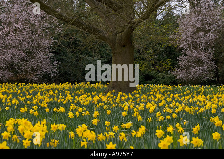 & La jonquille Fleur de printemps Avril Buckinghamshire Banque D'Images