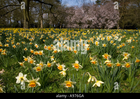 & La jonquille Fleur de printemps Avril Buckinghamshire Banque D'Images