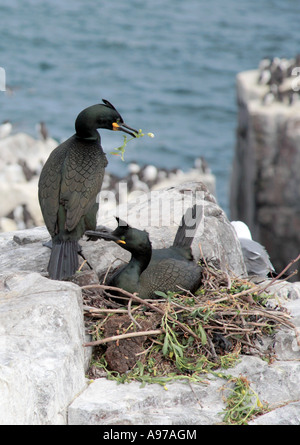 Les cormorans mouchetés nichent sur les îles Farne, Northumberland, Royaume-Uni, Europe Banque D'Images