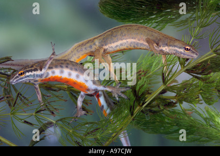 Bon commun newt (Triturus vulgaris) natation hommes et femmes ensemble dans étang de jardin Gamlingay Cambs Banque D'Images