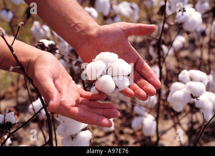 Agriculture - Cotton boll prêtes pour la récolte avec un farmer's hands autour d'elle / le Mississipi, USA. Banque D'Images