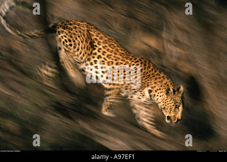 Leopard redescendez d'un arbre en Namibie Banque D'Images