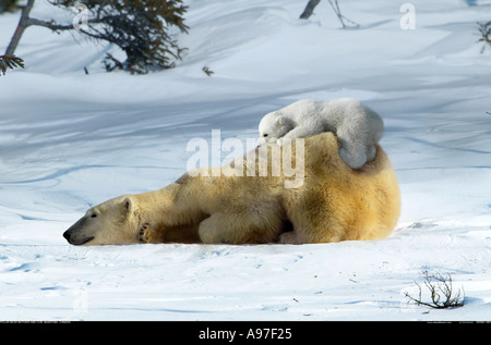 Mère Ours polaire avec de jeunes cub Manitoba Canada Banque D'Images