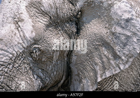 Close up of elephant's face Banque D'Images