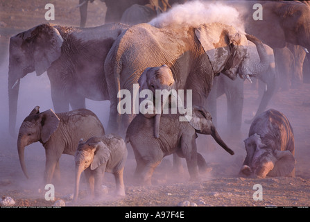 Groupe d'éléphants echelle poussière d'Etosha Namibie Banque D'Images