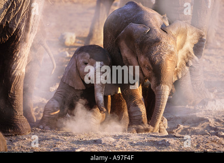Éléphanteaux d'Etosha Namibie Banque D'Images