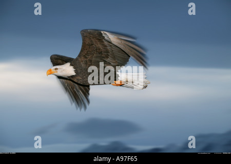 Pygargue à tête blanche en Alaska Vol Banque D'Images