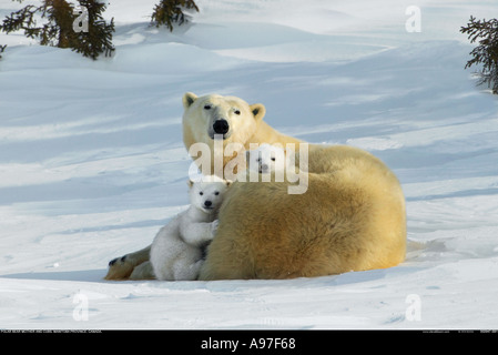 Mère Ours polaire avec de jeunes oursons Manitoba Canada Banque D'Images