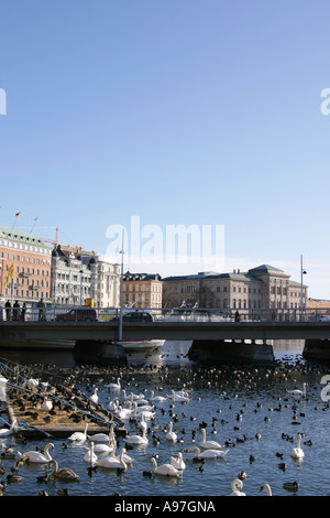 Nourrir les oiseaux lieu à Stockholm, Suède Banque D'Images