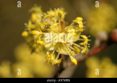 Cerises en cornaline (Cornus mas) appelé aussi Corneliancherry Dogwood Banque D'Images