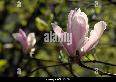 George Henry Kern Star Magnolia (Magnolia kobus) Banque D'Images