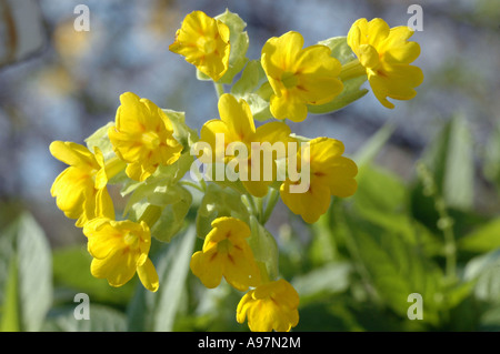 Coucou bleu Primula veris (syn. Primula officinalis) fleurs Banque D'Images