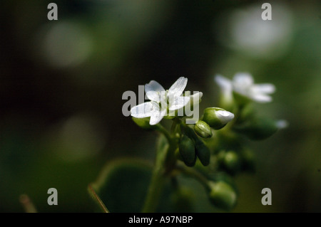 Miner la mâche le Montia perfoliata chez (syn. Claytonia perfoliata chez) Aussi appelé pourpier d'hiver ou au printemps de la Beauté Banque D'Images