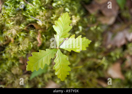 Des semis de chêne sessile (Quercus petraea) croissant sur plancher bois moussus, île de Mull, Royaume-Uni Banque D'Images