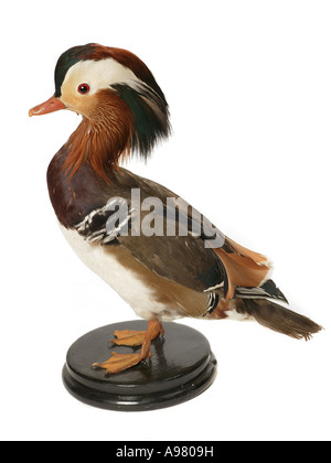 Canard mandarin Aix galericulata Banque D'Images