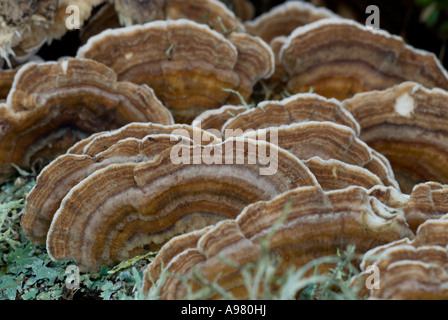 Plusieurs polypores zonés, Coriolus versicolor, pays de Galles, Royaume-Uni. Banque D'Images