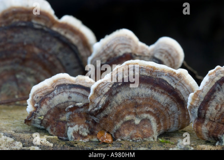 Plusieurs polypores zonés, Coriolus versicolor, pays de Galles, Royaume-Uni. Banque D'Images