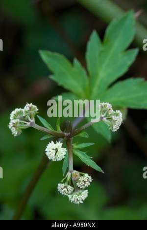 Sanicle fleurs, Sanicula europaea, Pays de Galles, Royaume-Uni. Banque D'Images