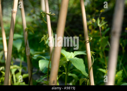 Les jeunes plantes haricot d'escalade des cannes, le Pays de Galles Banque D'Images