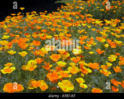 PAPAVERACEAE Eschscholtzia californica Cham Amérique du schlafmuetzchen altenbruchhausen Banque D'Images