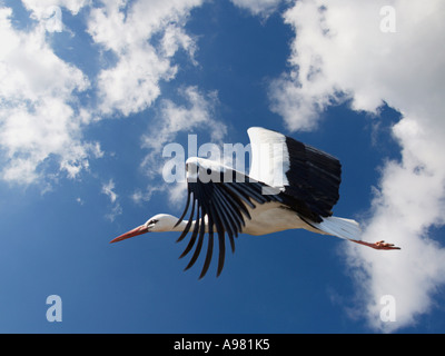 Cigogne Blanche en vol vol ciel bleu avec des nuages sunny Bleskensgraaf Pays-Bas Banque D'Images