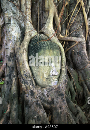 Tête de Bouddha en pierre entouré par des racines de l'arbre de l'ancienne ville d'Ayutthaya Bangkok Thaïlande Banque D'Images