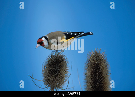 Chardonneret (Carduelis carduelis) sur une cardère (Dipsacus fullonum). Banque D'Images