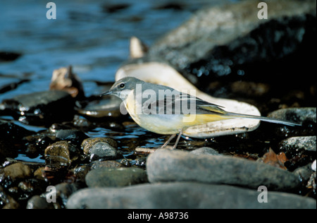 Femme bergeronnette (Motacilla cinerea) à côté d'un ruisseau. Banque D'Images