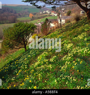 Chaumière typique et hillside garden avec primevères et jonquilles en petite vallée Braunton Devon, Angleterre Banque D'Images