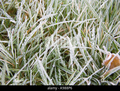 Close-up scène Winter Wonderland blanc gelé de l'herbe longue traversée et encore très Braunton Devon en Angleterre Banque D'Images